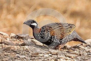 Black francolin Francolinus francolinus